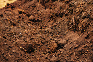 background dark fertile soil with roots close up