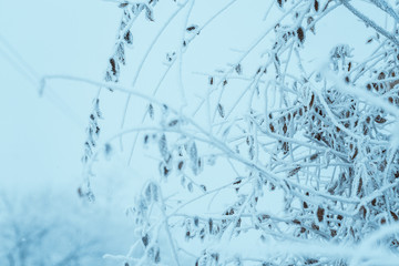 frozen plants in hoarfrost in winter afternoon