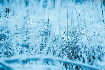 frozen plants in hoarfrost in winter afternoon