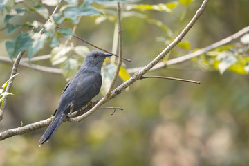 Closeup male Plaintive cuckoo (Cacomantis merulinus) perching on branch with green nature bokeh background.