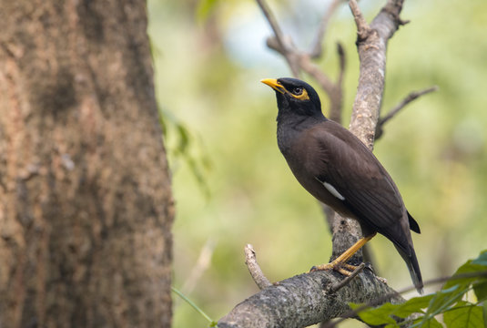 Closeup Common myna (Acridotheres tristis) perching on branch in the garden.