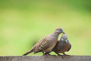 Closeup a couple of Zebra dove (Geopelia striata) sitting on the wall. Valentine's Day theme.