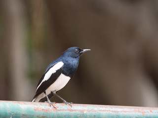 Close up Oriental magpie robin (male) perching on green rusted steel bar.