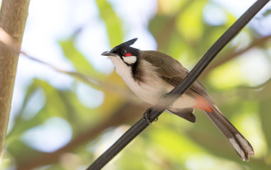 Red-whiskered Bulbul (Pycnonotus jocosus) perching on wire