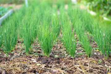 Closeup row of scallions grow in the organic farm at the backyard of house. Fresh and organic food for home kitchen concept.