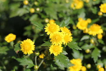 ハイシマカンギク