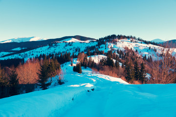 Obraz premium Beautiful winter panorama with fresh powder snow. Landscape with spruce trees, blue sky with sun light and colorful clouds and high mountains on background