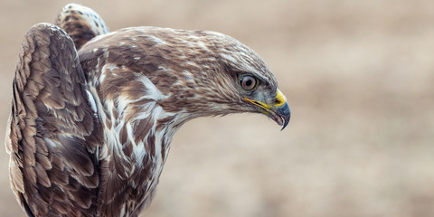 Common buzzard, Buteo buteo, Close-up portrait. Male.