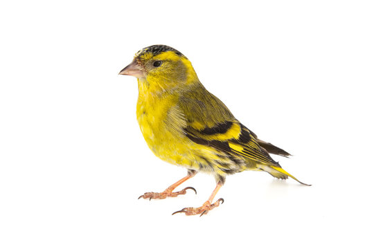 Male siskin, Carduelis spinus, isolated on white background.
