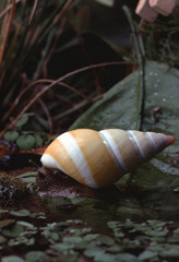 Liguus Tree Snail (Liguus Fasciatus Dryas)