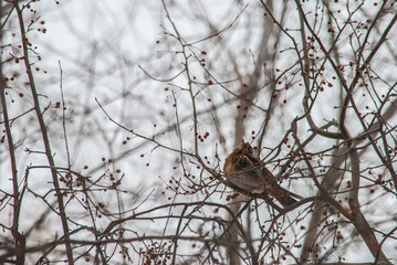 Thrush (lat. Turdus pilaris)