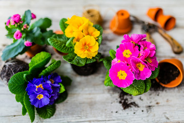 The first spring colorful primroses ready for planting.