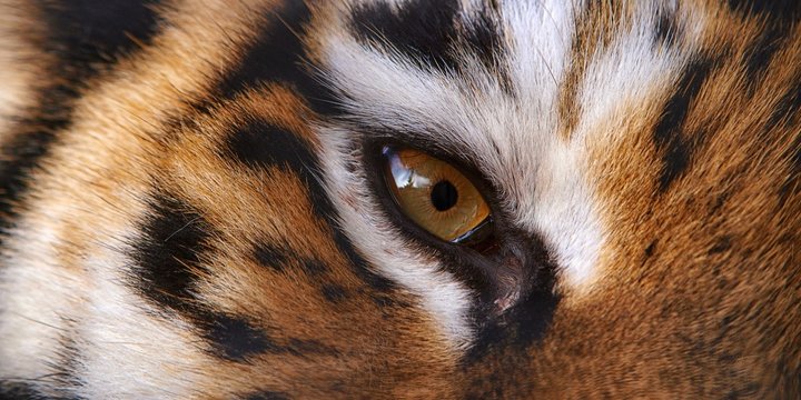 CLose-up Eye Of The Fierce Tiger As Texture