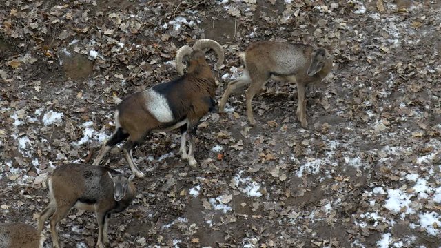 A flock of mountain sheep against the backdrop of snow-covered nature, autumn, argali 4K