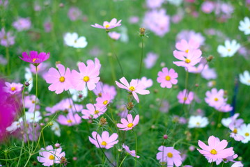 Obraz na płótnie Canvas The pink cosmos blooming in the fower garden.