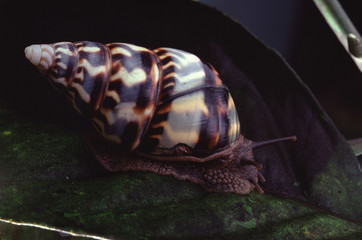 Liguus Tree Snail (Liguus Fasciatus Marmoratus)