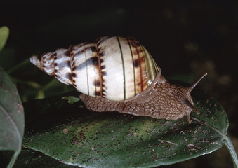 Liguus Tree Snail (Liguus Fasciatus Pseudopictus) 