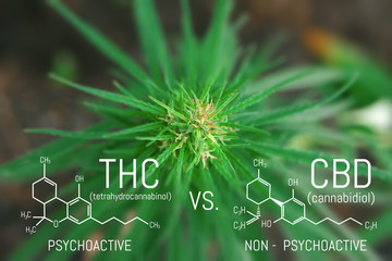 Medicinal cannabis with extract oil. Molecular structure medical chemistry formula hemp CBD - THC