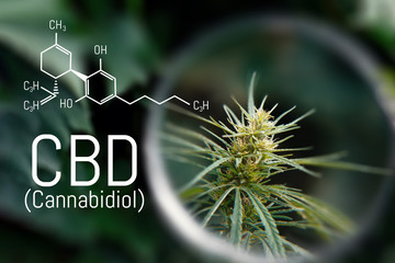 Medical Marijuana and Cannabidiol CBD oil chemical formula. Growing premium cannabis products