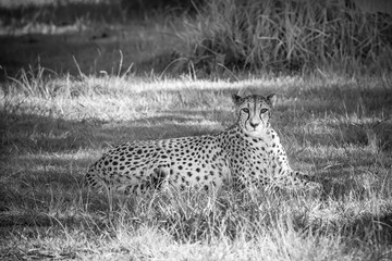Cheetah in a grass, South Africa