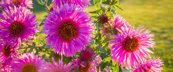 Obraz premium Lovely pink flowers with petals on grass background with sunshine, festive background, long banner