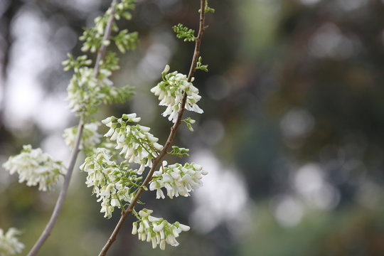 White Mata Raton early spring flower with copy space