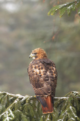 View of a red-tailed hawk sitting on the spruce branche at a winter time