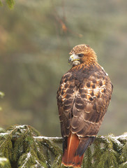 View of a red-tailed hawk sitting on the spruce branche at a winter time