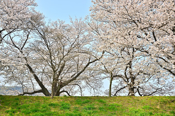 Obraz premium 堤防と桜