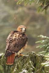 View of a red-tailed hawk sitting on the spruce branche at a winter time