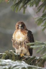 View of a red-tailed hawk sitting on the spruce branche at a winter time