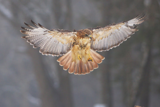 View of a landing red-tailed hawk with a great wingspan with a winter forest on background