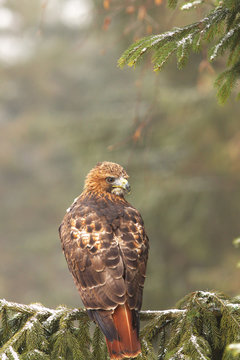 View of a red-tailed hawk sitting on the spruce branche at a winter time