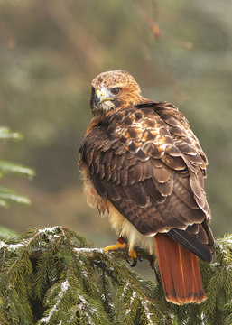 View of a red-tailed hawk sitting on the spruce branche at a winter time