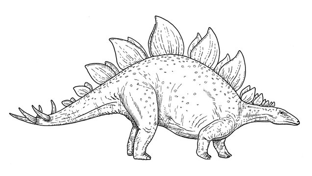 Drawing of dinosaur - hand sketch of stegosaurus, black and white illustration