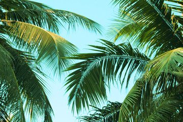 Fototapeta na wymiar Vintage coconut leaves and sky background,summer theme.