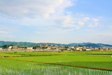 rural landscape with green field and blue sky in japan