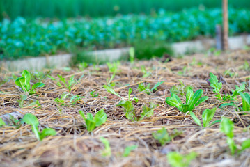 Closeup little lettuces grows in the nursery area at the organic farm of backyard in the house