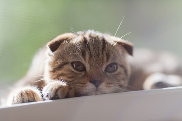 cat, kitten, pet, animal, cute, feline, kitty,  fur, eyes,  , young, portrait, small, gray, animals, pets, beautiful