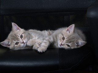 cat, kitten, pet, animal, cute, feline, kitty,  fur, eyes,  , young, portrait, small, gray, animals, pets, beautiful