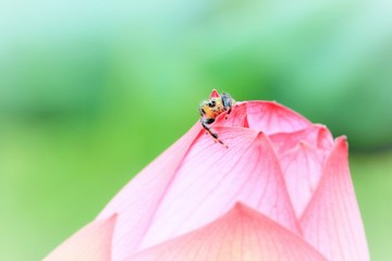 ladybird on a leaf