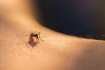 Close up of a mosquito sucking blood, selective focus - obrazy, fototapety, plakaty