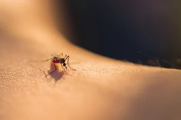Nahaufnahme einer Mücke, die Blut saugt, selektiver Fokus © Lab_Photo