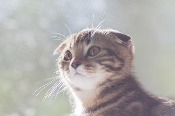 cat, kitten, pet, animal, cute, feline, kitty,  fur, eyes,  , young, portrait, small, gray, animals, pets, beautiful