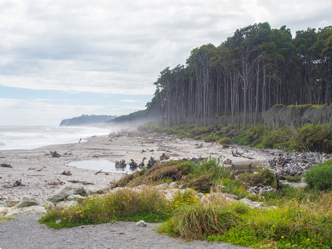 Summertime View Of Bruce Bay, Red Pine Forest Lining Beach, South Island New Zealand, Travel Destinations Concept