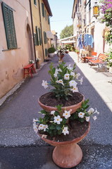 Typical street of Bolgheri, Tuscany, Italy