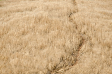 Texture of dry grass