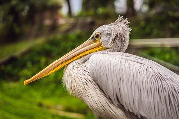 Great white pelican also known as the eastern white pelican, rosy pelican or white pelican Pelecanus onocrotalus