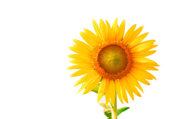 Fototapeta premium Sunflower and seed isolated on white background with copy space