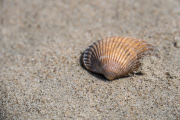 Herzmuschel im Sand